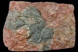 Silurian Fossil Crinoid (Scyphocrinites) Plate - Morocco #134256-1